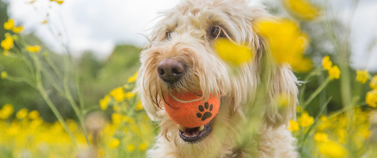 Dog Balls