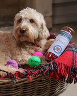 Price's Personalised Colour Dog Tennis Balls