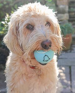 Jingle Bell Noisy Dog Balls, Dog Balls with Bells Inside