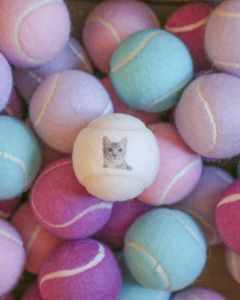 Price's Bespoke Photo Upload Tennis Balls Loose, Photo of Pet on Tennis Ball, Cat on Tennis Ball