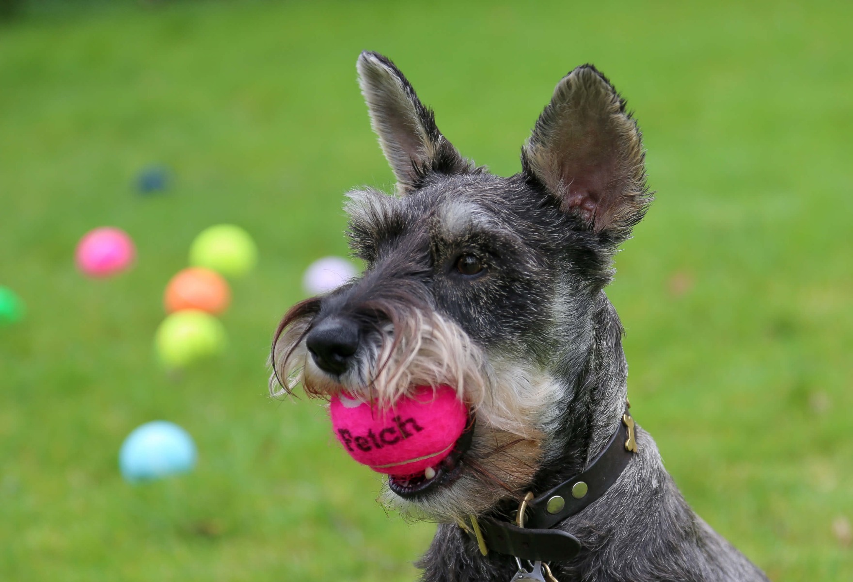 dog tennis balls